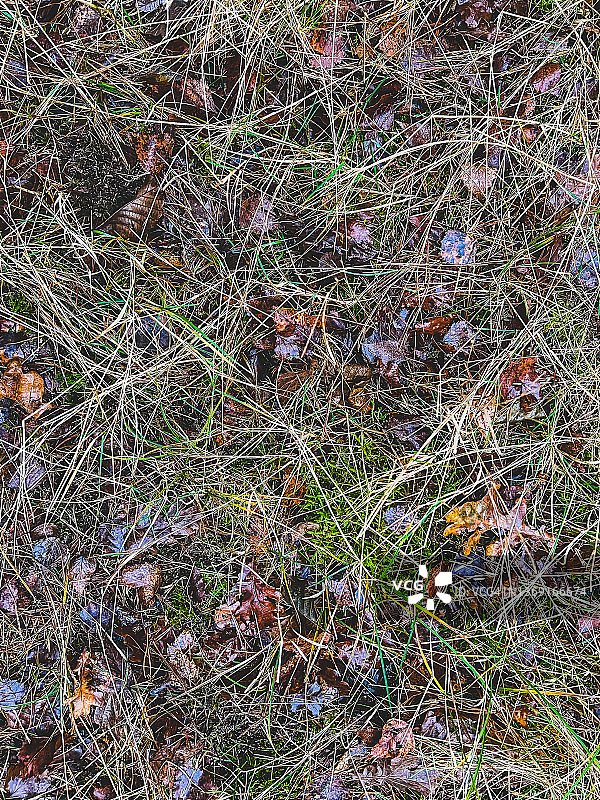 森林里有草和树叶的潮湿土壤图片素材