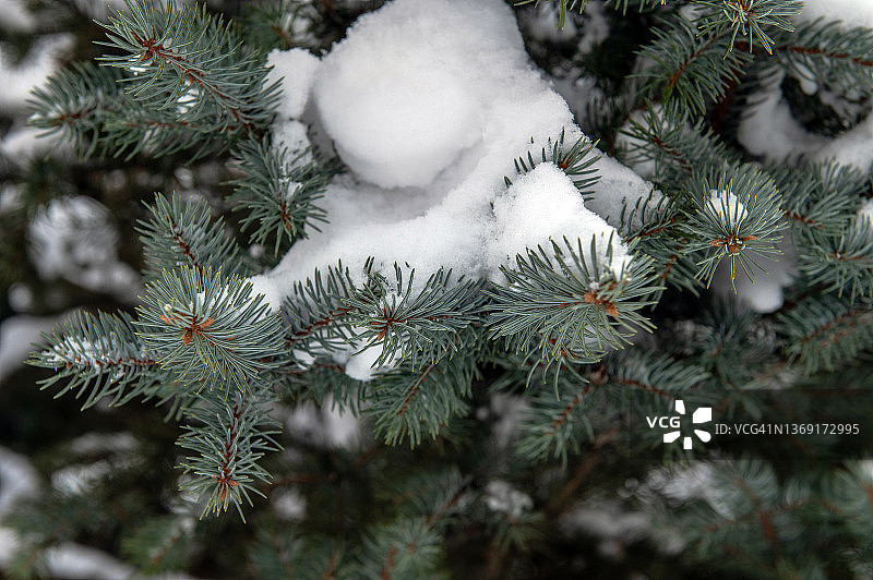 白雪覆盖的蓝云杉树枝图片素材
