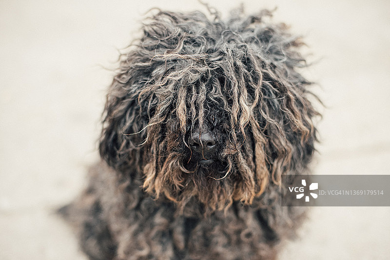 看着镜头的黑色波利犬图片素材