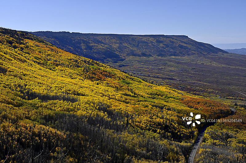 科罗拉多州的白杨叶图片素材