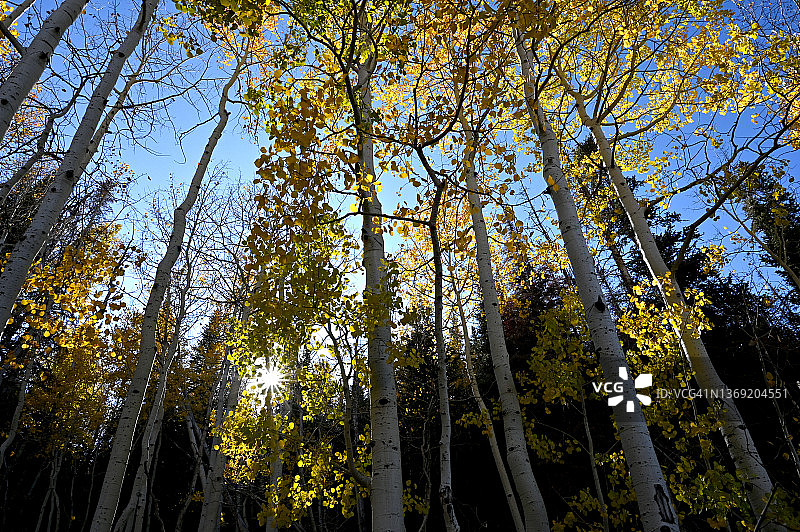 科罗拉多州的白杨叶图片素材