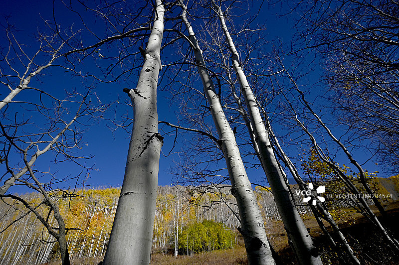 科罗拉多州的白杨叶图片素材