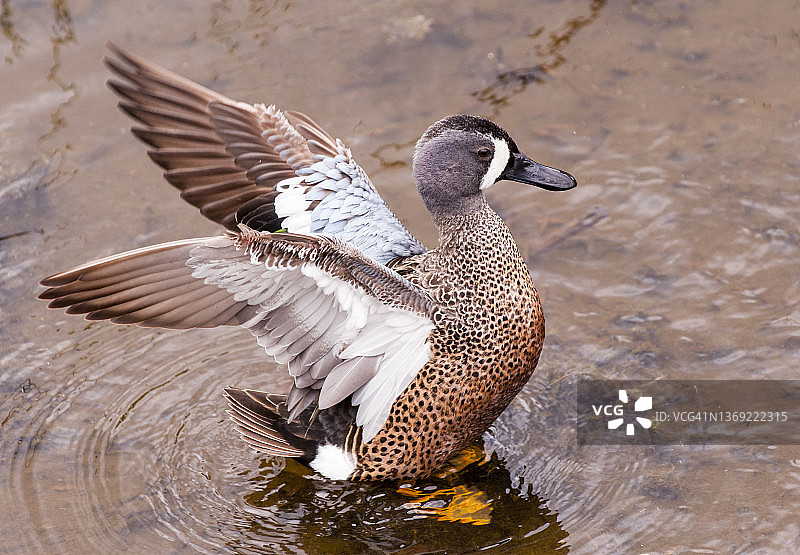 雄性蓝翅鸭展翅图片素材