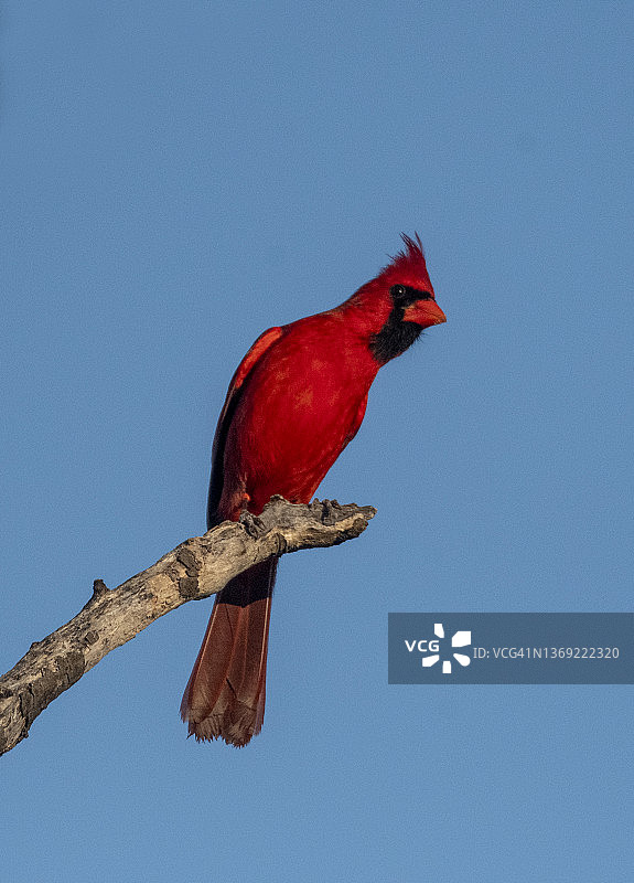 北美红雀-雄性图片素材
