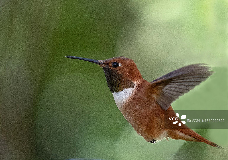 飞行中的棕煌蜂鸟图片素材