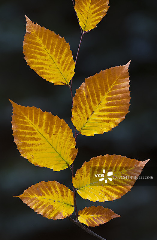 具有迷人秋叶的美国山毛榉图片素材