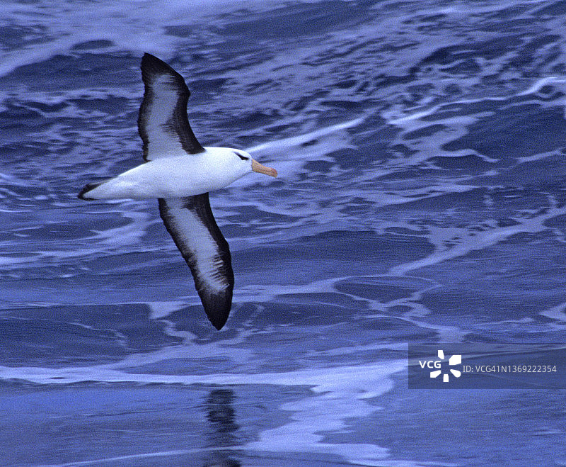 飞行中的黑眉信天翁，在福克兰群岛图片素材