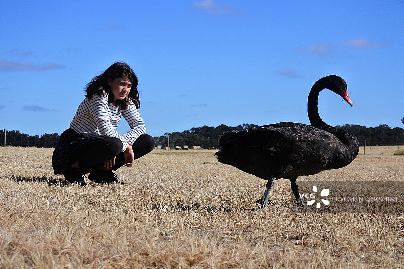 年轻女孩看着在户外行走的黑天鹅图片素材