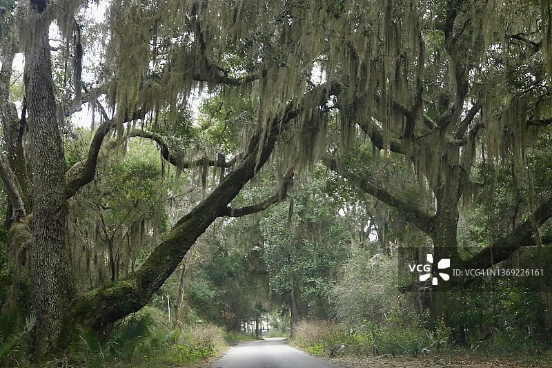 西班牙苔藓树冠图片素材