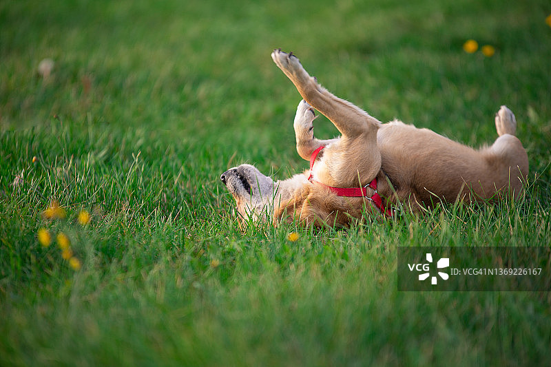 小狗在草地上打滚图片素材