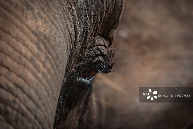 大象眼睛特写图片素材