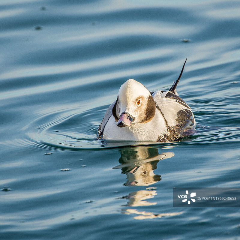 迁徙的鸭子图片素材