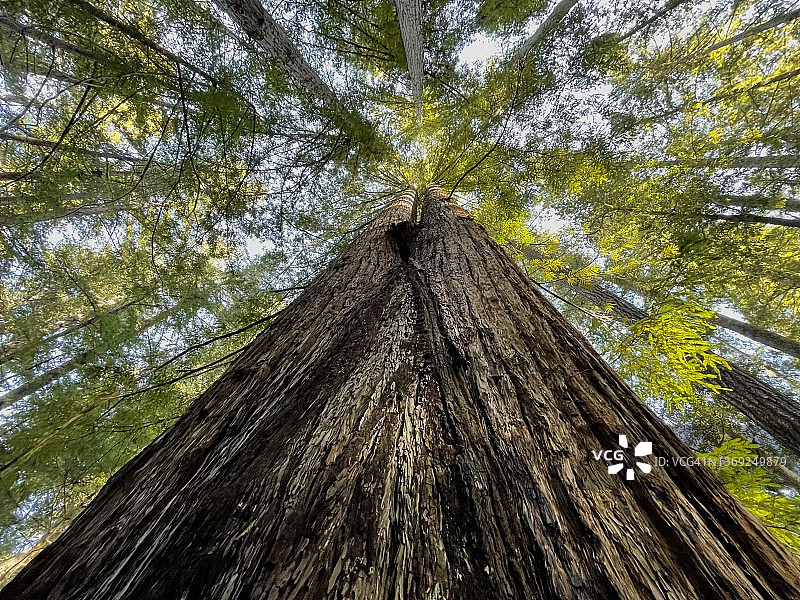 海岸红杉树，切特科河，俄勒冈州图片素材