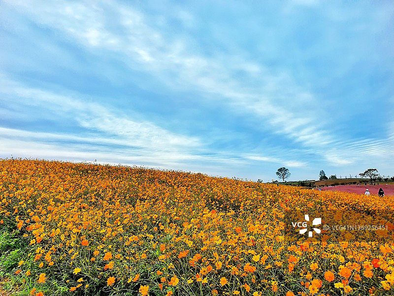 盛开的鲜花和蓝天 - 安城农田图片素材
