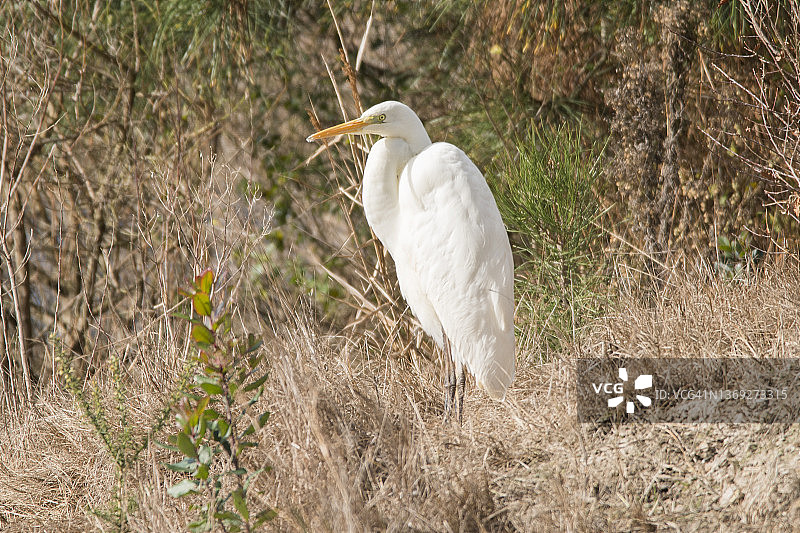 大白鹭图片素材