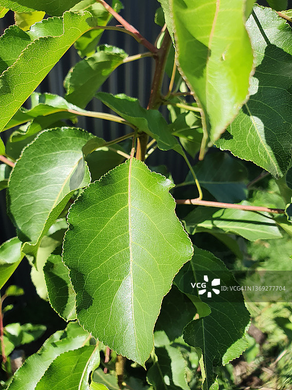 布拉德福德梨或美丽梨观赏梨树叶图片素材
