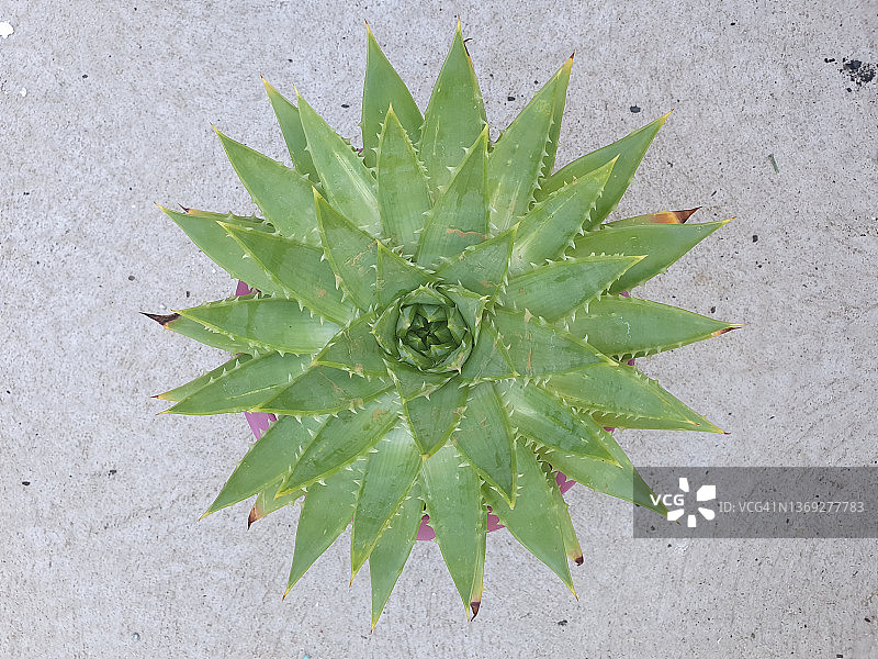 螺旋芦荟图片素材