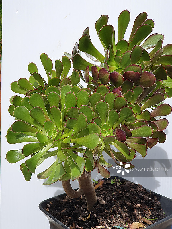 白背景盆栽观音莲图片素材