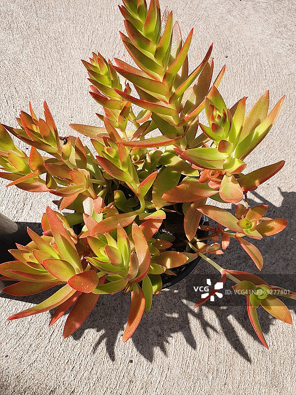 Crassula Capitella 或称 星乙女多肉植物图片素材