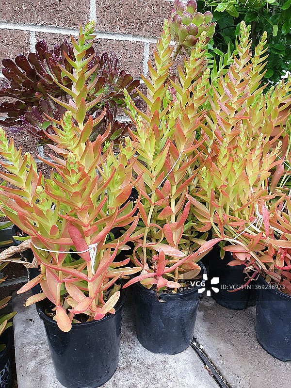 Crassula Capitella 或称 星乙女多肉植物图片素材