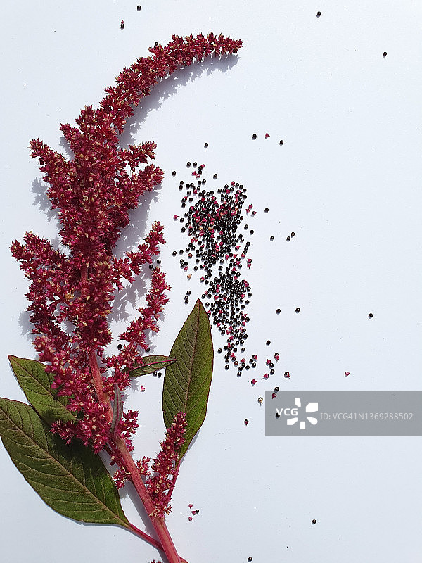 新鲜红苋菜花和种子图片素材
