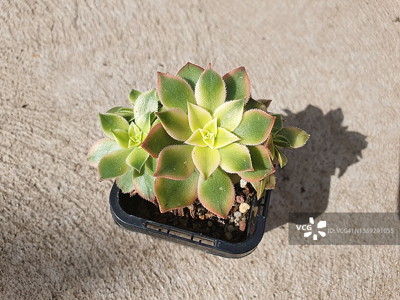 夕阳之舞图片素材