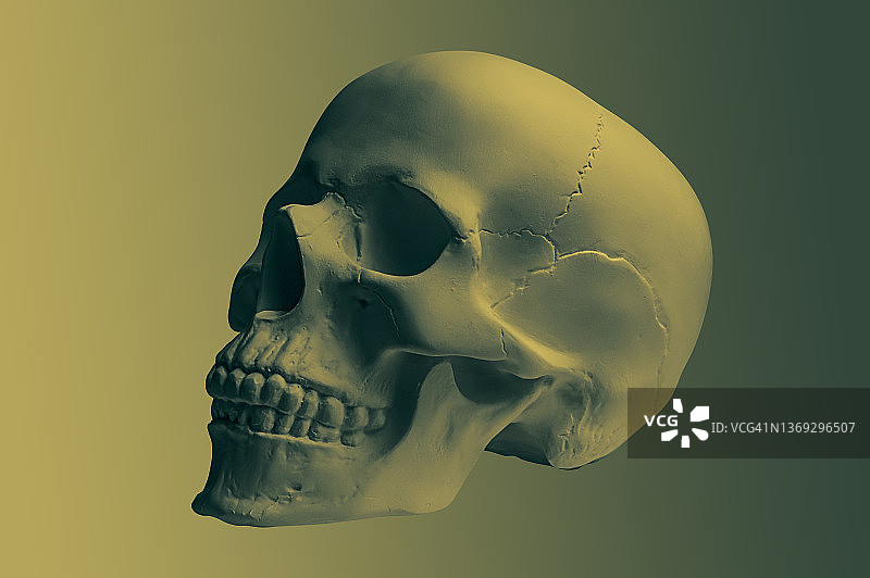 青铜色石膏人头骨模型，彩色背景隔离。艺术院校学生用石膏模型头骨，法医学、解剖学和艺术教育理念。绘画设计模型。图片素材