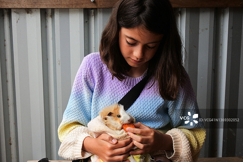 年轻女孩喂养豚鼠图片素材