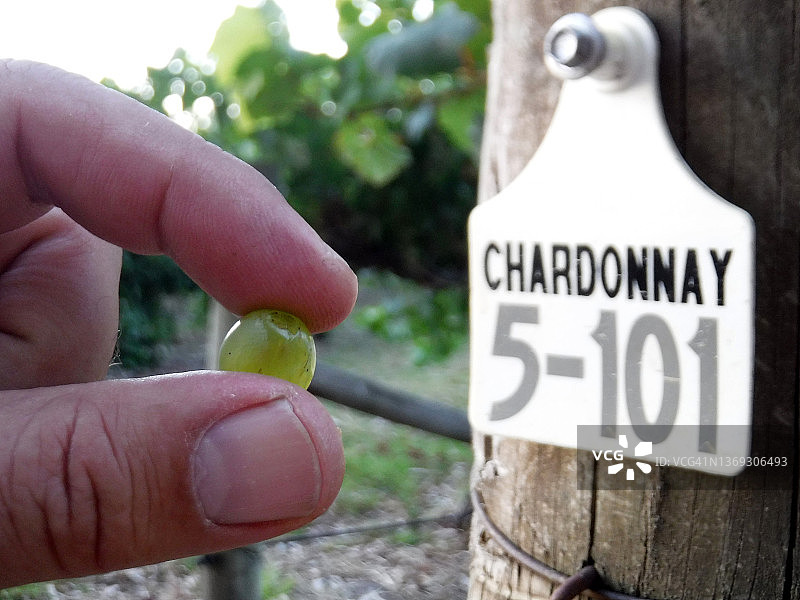 人物手持葡萄藤上的霞多丽葡萄图片素材