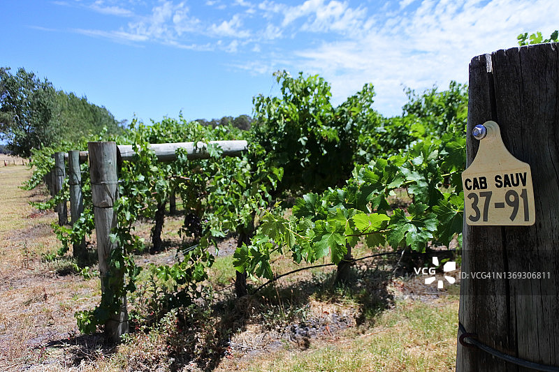 赤霞珠葡萄藤图片素材