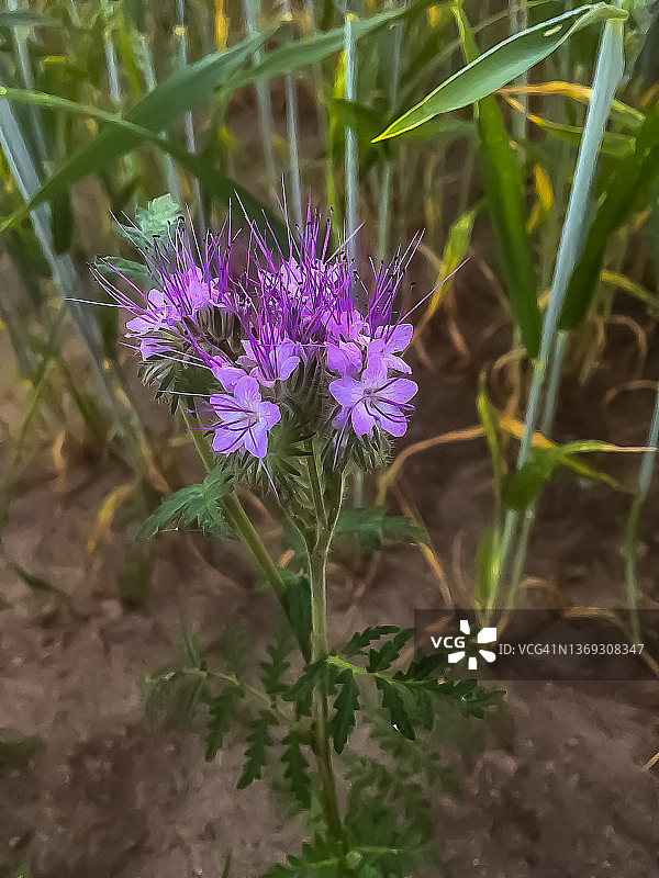 自然开花植物图片素材