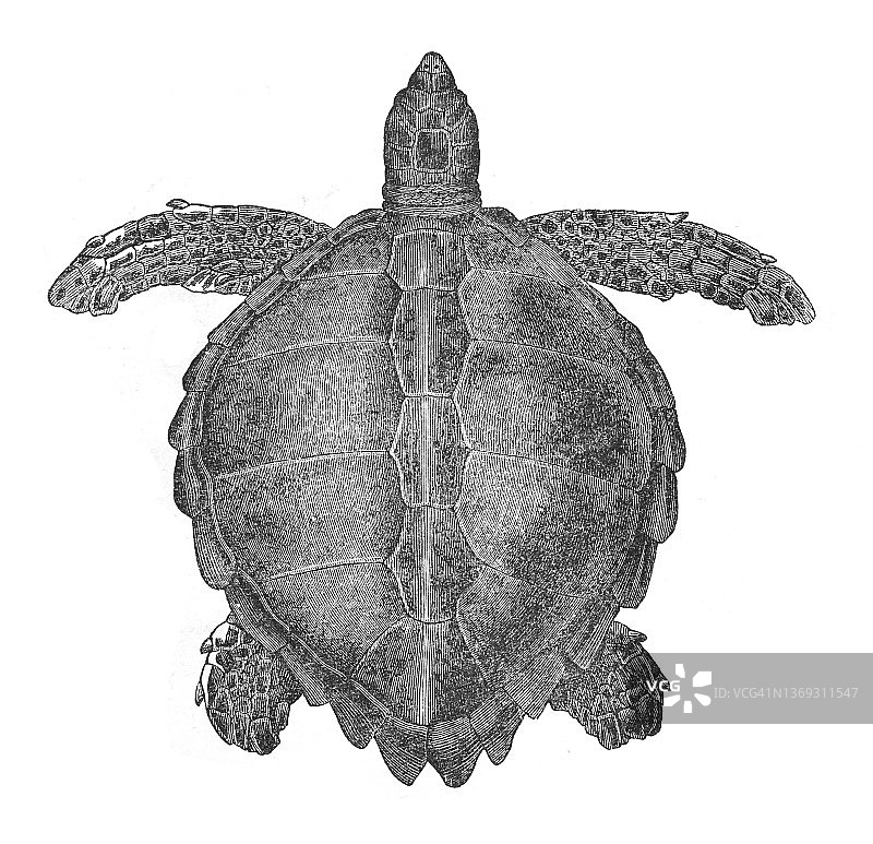 红海龟（Caretta caretta）- 复古雕刻插图图片素材