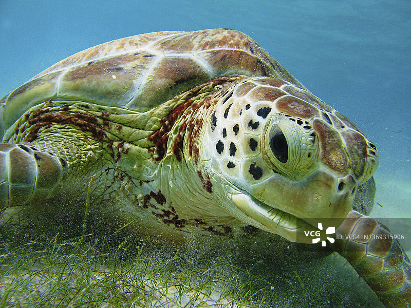 前景拍摄的海底海龟图片素材