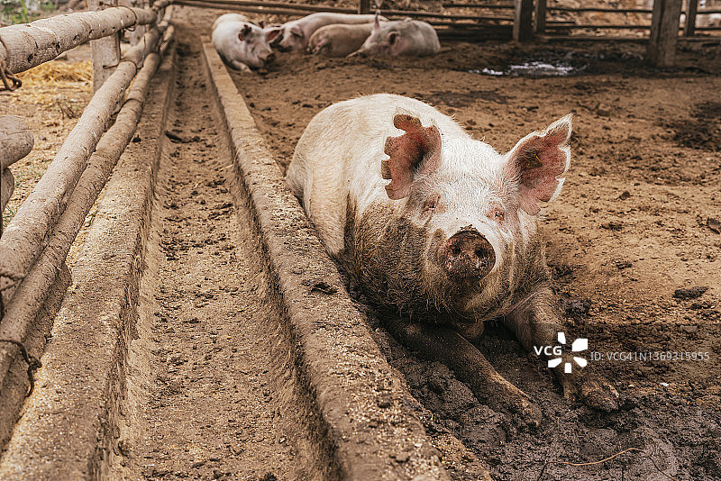 泥泞的猪躺在农场粪便上图片素材