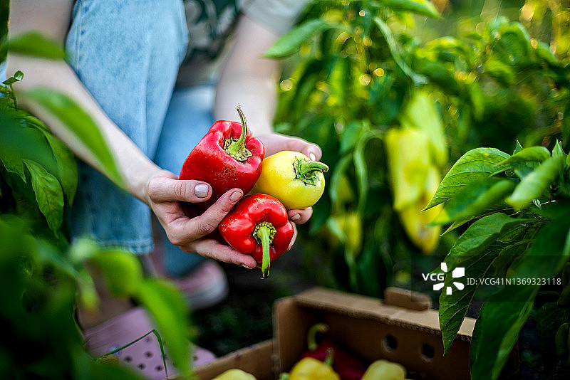 女人从她的花园里采摘辣椒图片素材