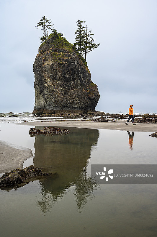 女人在退潮时走在奥林匹克海岸的海蚀柱旁图片素材