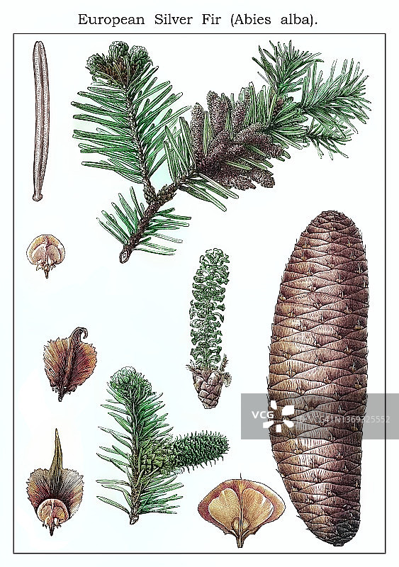 欧洲银杉古老版画插图图片素材