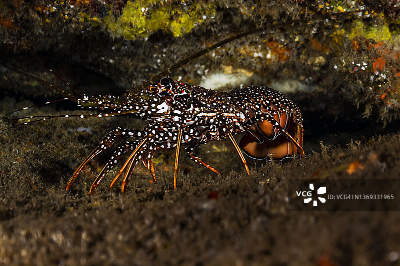 斑点多刺龙虾图片素材