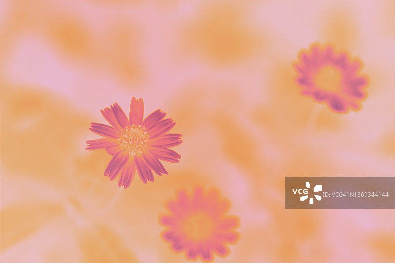 花的背景图片素材