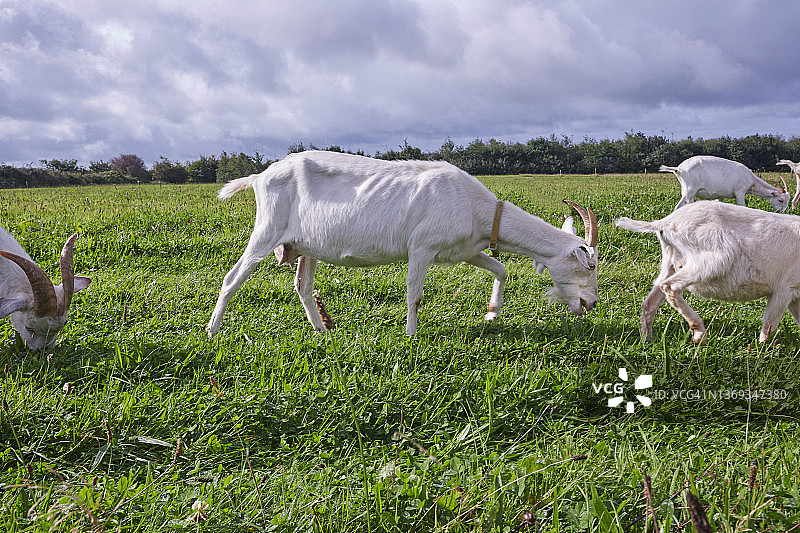 英国北德文郡的家山羊群图片素材