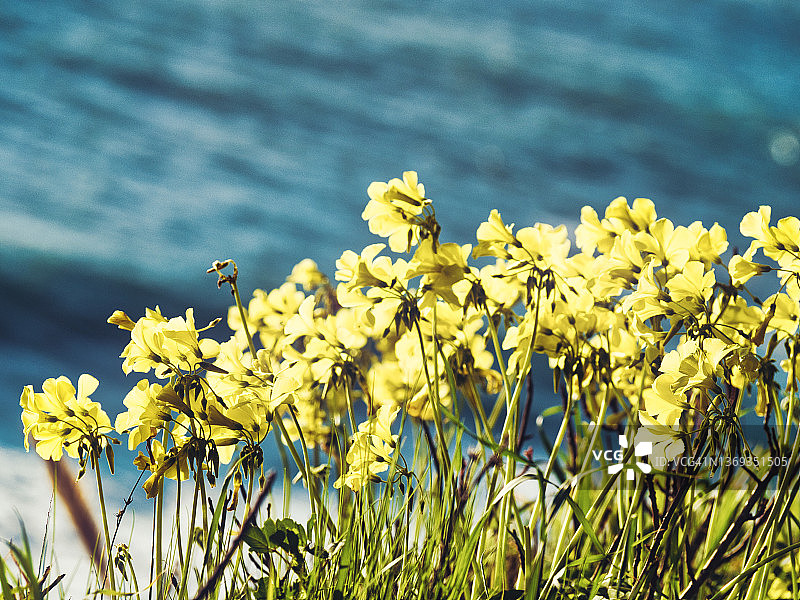 百慕大毛茛图片素材