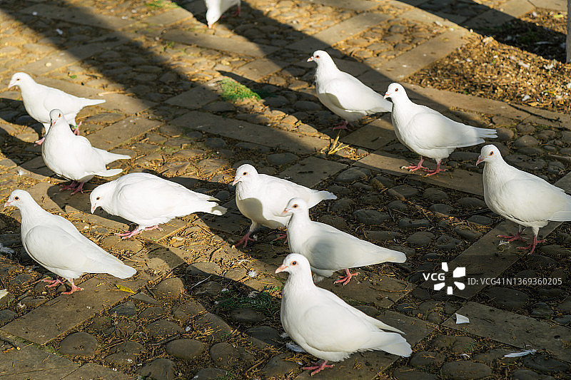 白色鸽子图片素材