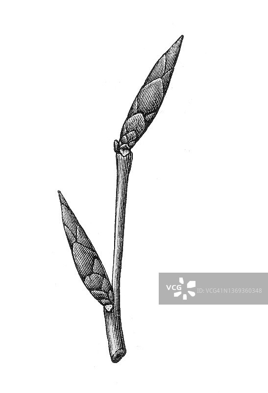 欧洲山毛榉老式版画图片素材