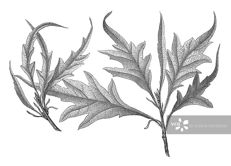 欧洲山毛榉老式版画图片素材