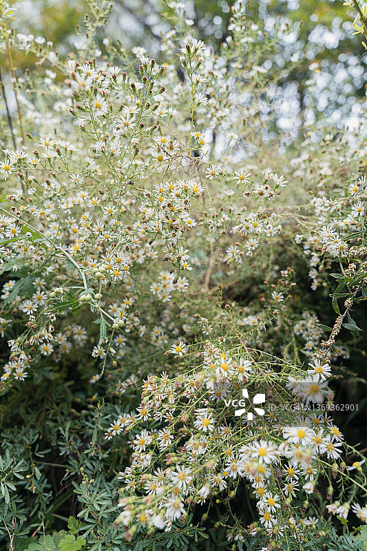小白菊图片素材