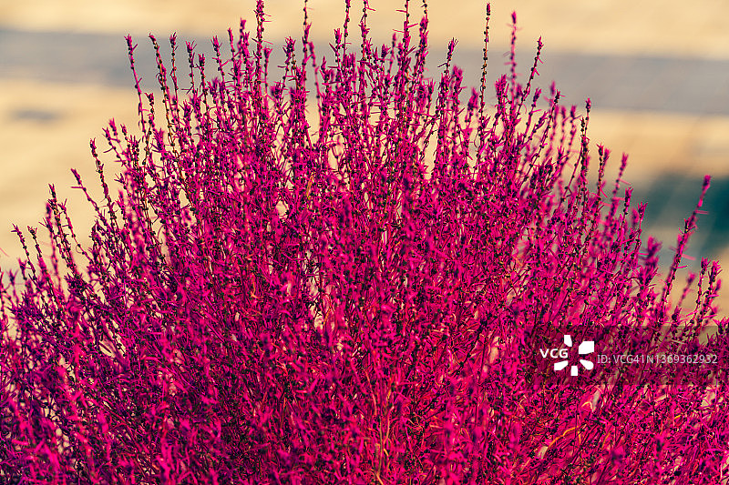 粉黛乱子草图片素材