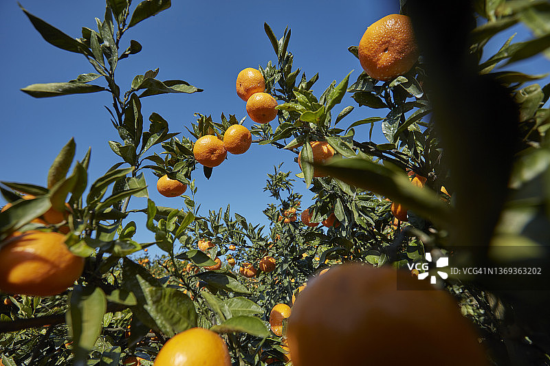 韩国济州岛的橘子园图片素材