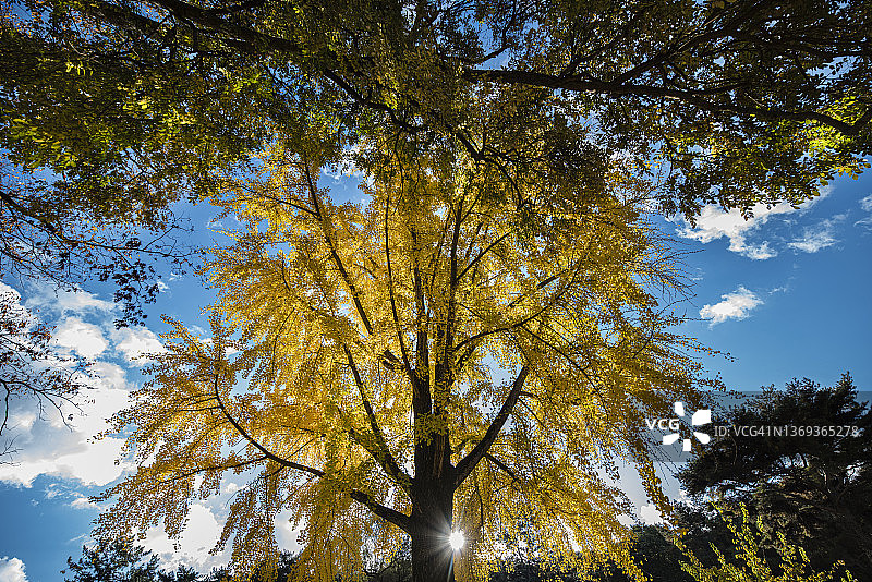 高大的银杏树图片素材