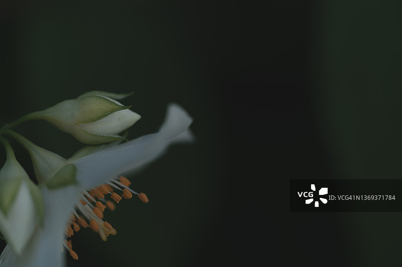 夏日白色茉莉花特写图片素材