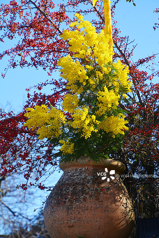 法国南部的含羞草花束图片素材